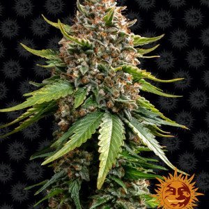 BearBush-Bear-Bush-Botanical-Collective-Barneys-Farm-White-Widow-XXL-Auto-2