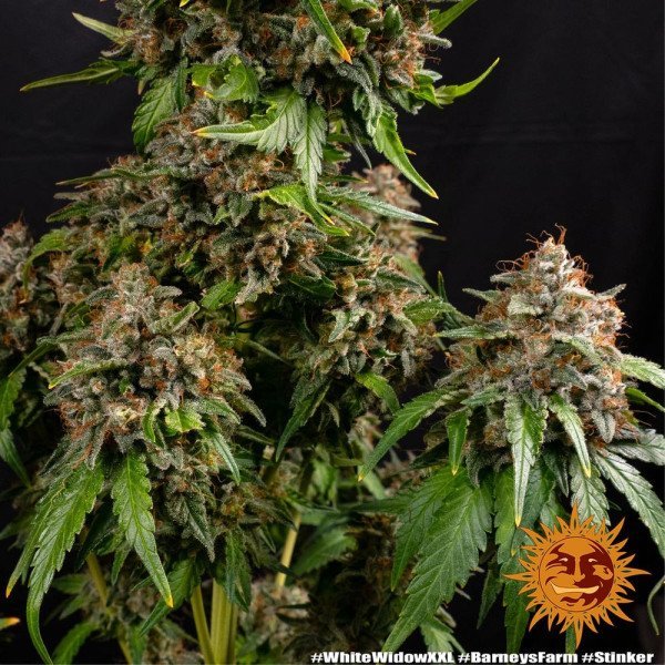 BearBush-Bear-Bush-Botanical-Collective-Barneys-Farm-White-Widow-XXL-Fem-12