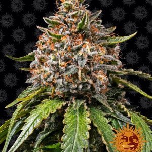 BearBush-Bear-Bush-Botanical-Collective-Barneys-Farm-White-Widow-XXL-Fem-2