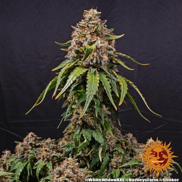 BearBush-Bear-Bush-Botanical-Collective-Barneys-Farm-White-Widow-XXL-Fem-3