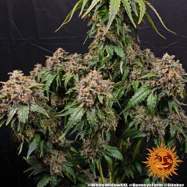 BearBush-Bear-Bush-Botanical-Collective-Barneys-Farm-White-Widow-XXL-Fem-4