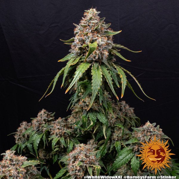 BearBush-Bear-Bush-Botanical-Collective-Barneys-Farm-White-Widow-XXL-Fem-5