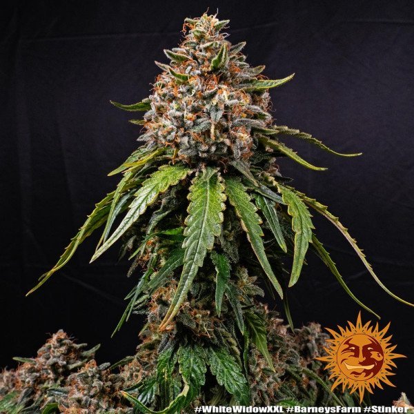 BearBush-Bear-Bush-Botanical-Collective-Barneys-Farm-White-Widow-XXL-Fem-7