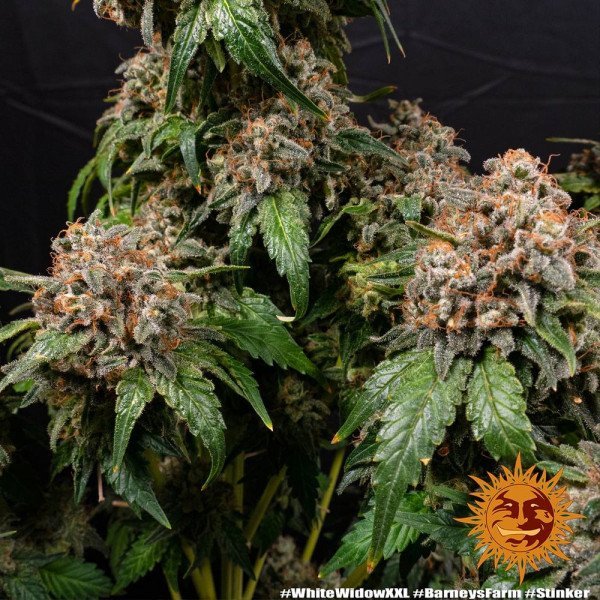 BearBush-Bear-Bush-Botanical-Collective-Barneys-Farm-White-Widow-XXL-Fem-8