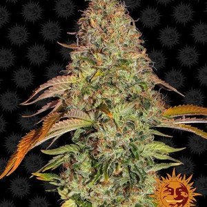 BearBush-Bear-Bush-Botanical-Collective-Barneys-Farm-Zkittlez-OG-Auto-2