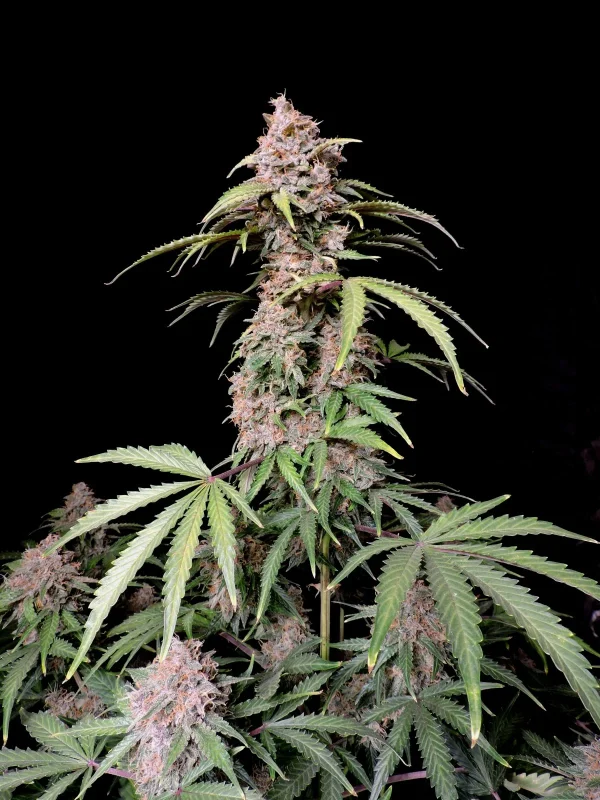 BearBush-Bear-Bush-Botanical-Collective-420-Fast-Buds-Amnesia-Zkittlez-Auto-6