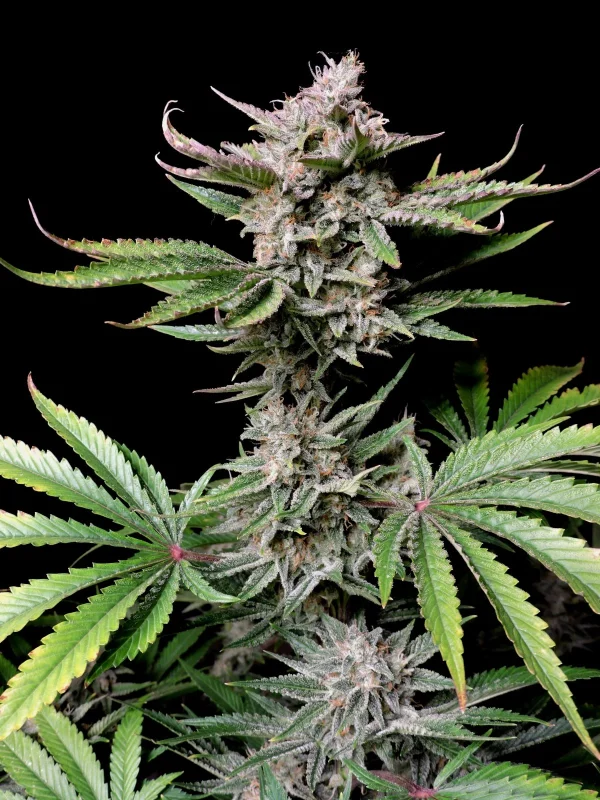 BearBush-Bear-Bush-Botanical-Collective-420-Fast-Buds-Cherry-Cola-Auto-7