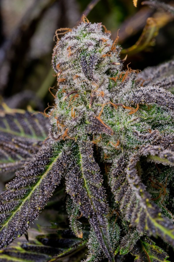 BearBush-Bear-Bush-Botanical-Collective-Fast-Buds-Banana-Purple-Punch-Auto-10-v2