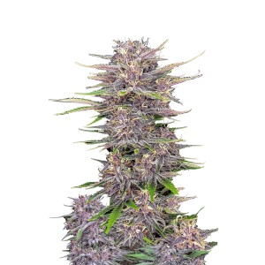 BearBush-Bear-Bush-Botanical-Collective-Fast-Buds-Banana-Purple-Punch-Auto-2-v2