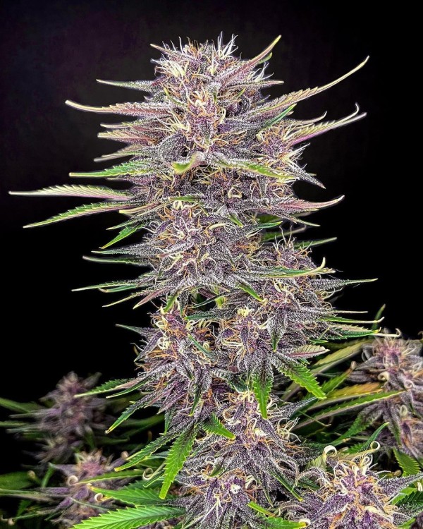 BearBush-Bear-Bush-Botanical-Collective-Fast-Buds-Banana-Purple-Punch-Auto-3-v2