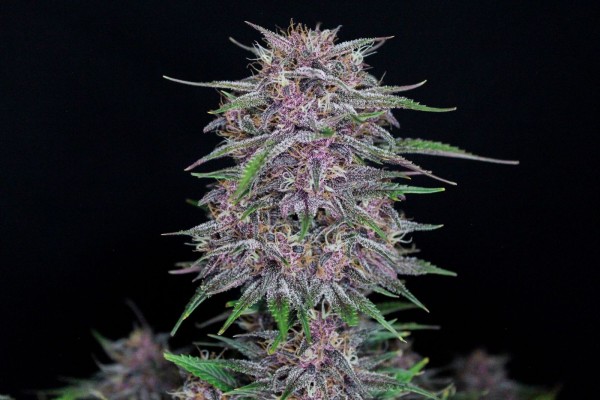 BearBush-Bear-Bush-Botanical-Collective-Fast-Buds-Banana-Purple-Punch-Auto-4-v2