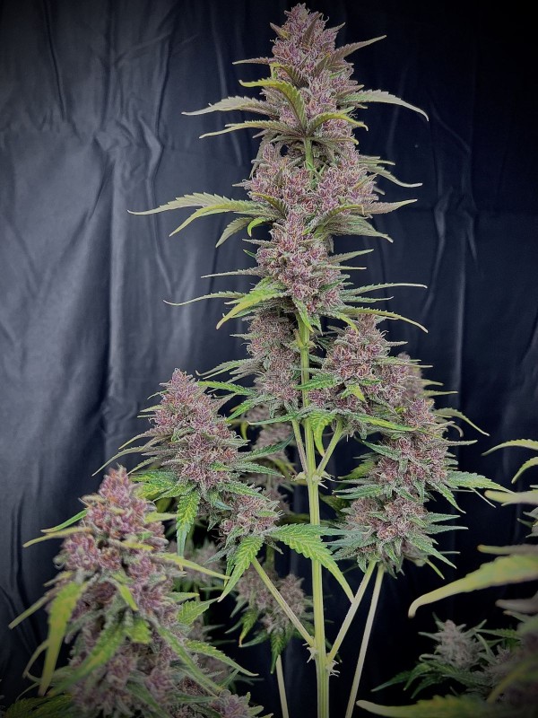 BearBush-Bear-Bush-Botanical-Collective-Fast-Buds-Banana-Purple-Punch-Auto-7-v2