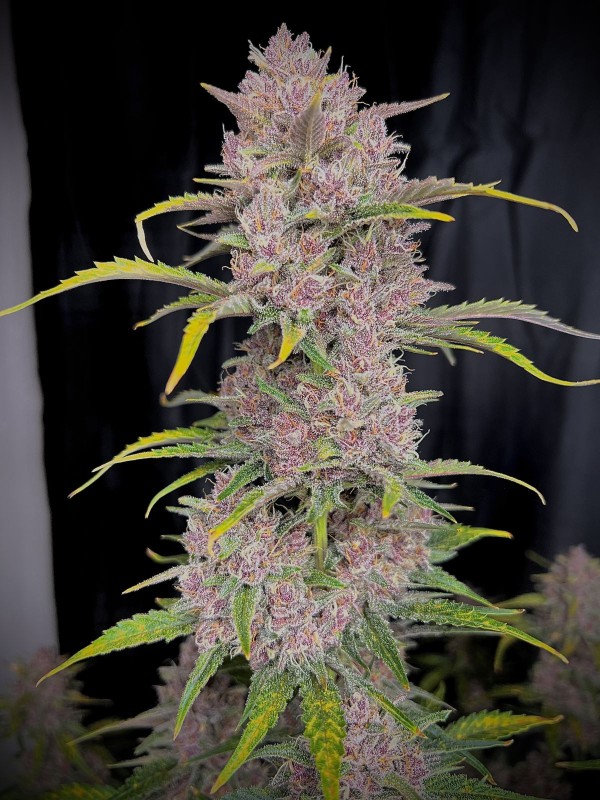 BearBush-Bear-Bush-Botanical-Collective-Fast-Buds-Banana-Purple-Punch-Auto-8-v2