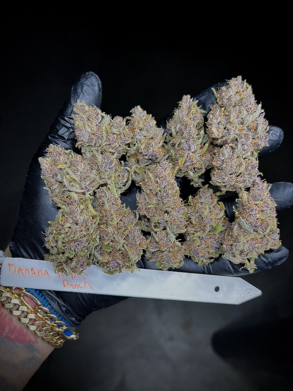 BearBush-Bear-Bush-Botanical-Collective-Fast-Buds-Banana-Purple-Punch-Auto-9-v2