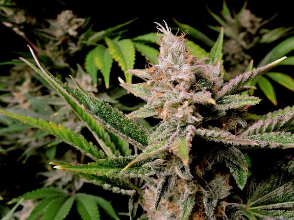BearBush-Bear-Bush-Botanical-Collective-Fast-Buds-Cherry-Cola-Auto-10-v2