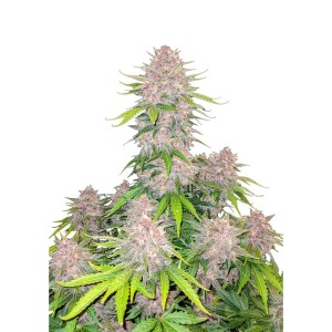 BearBush-Bear-Bush-Botanical-Collective-Fast-Buds-Cherry-Cola-Auto-2-v2