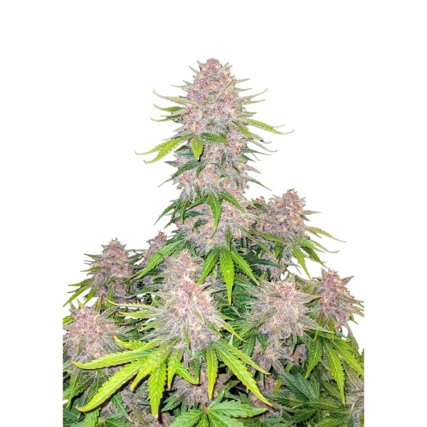 BearBush-Bear-Bush-Botanical-Collective-Fast-Buds-Cherry-Cola-Auto-2-v2