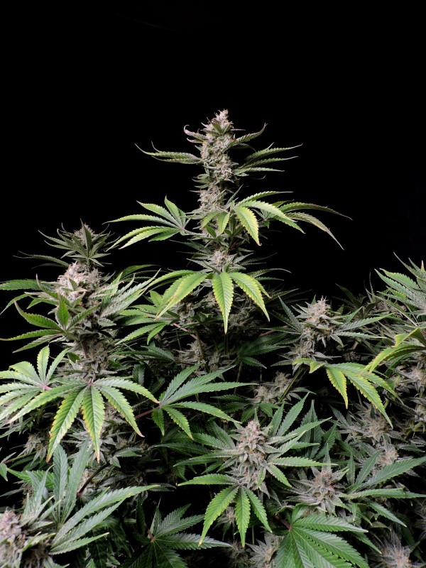 BearBush-Bear-Bush-Botanical-Collective-Fast-Buds-Cherry-Cola-Auto-3-v2