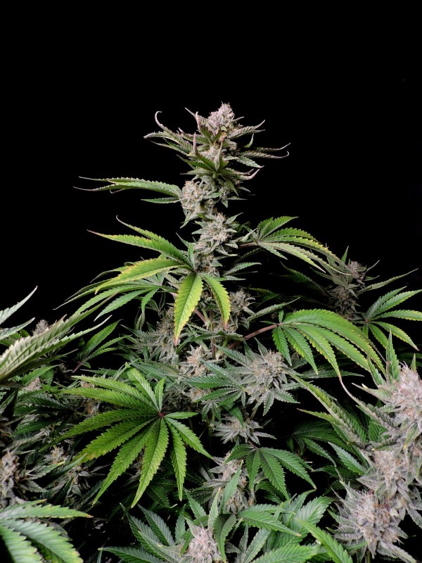 BearBush-Bear-Bush-Botanical-Collective-Fast-Buds-Cherry-Cola-Auto-5-v2