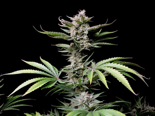 BearBush-Bear-Bush-Botanical-Collective-Fast-Buds-Cherry-Cola-Auto-6-v2