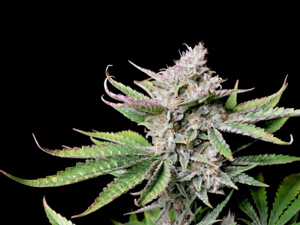 BearBush-Bear-Bush-Botanical-Collective-Fast-Buds-Cherry-Cola-Auto-9-v2