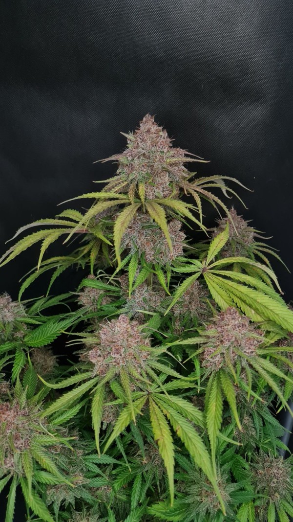 BearBush-Bear-Bush-Botanical-Collective-Fast-Buds-Gorilla-Punch-Auto-4-v2