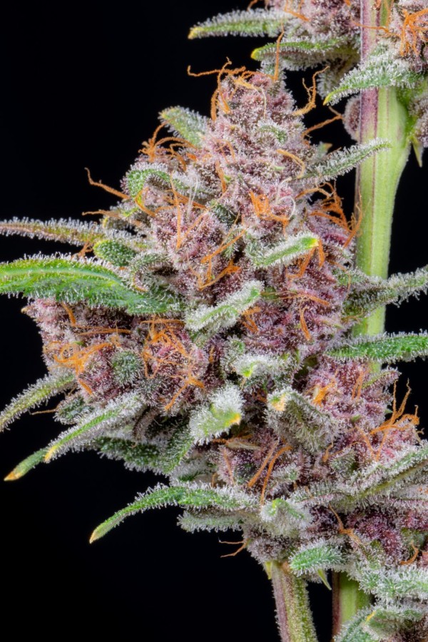 BearBush-Bear-Bush-Botanical-Collective-Fast-Buds-Gorilla-Punch-Auto-7-v2