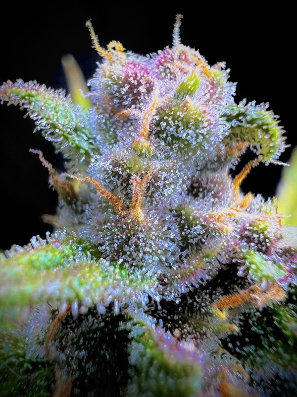 BearBush-Bear-Bush-Botanical-Collective-Fast-Buds-Gorilla-Punch-Auto-9-v2