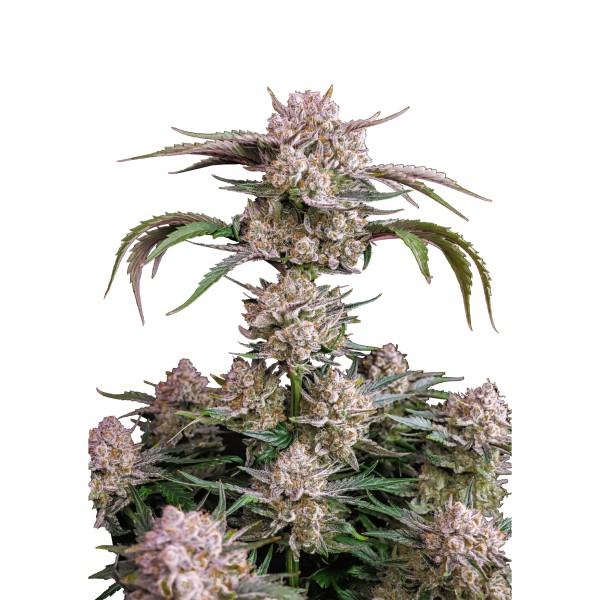 BearBush-Bear-Bush-Botanical-Collective-Fast-Buds-Strawberry-Gorilla-Auto-2-v2