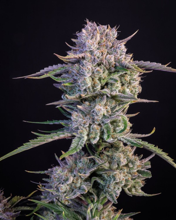 BearBush-Bear-Bush-Botanical-Collective-Fast-Buds-Strawberry-Gorilla-Auto-3-v2