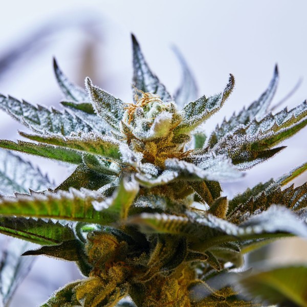BearBush-Bear-Bush-Botanical-Collective-Purple-City-Genetics-Blueprint-S1-Fem-3-v2