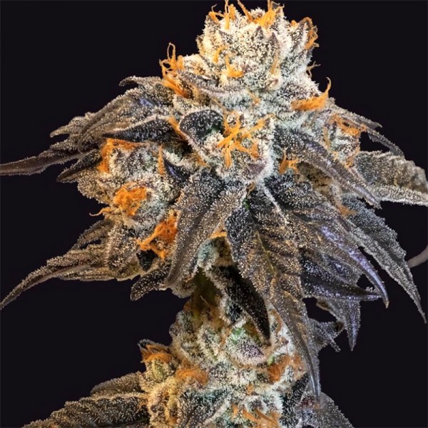 BearBush-Bear-Bush-Botanical-Collective-Purple-City-Genetics-Forbidden-Blueprint-Fem-3-v2