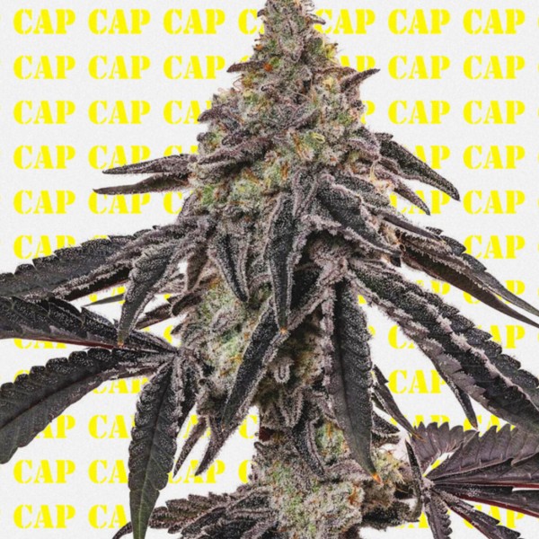 BearBush-Bear-Bush-Botanical-Collective-Purple-City-Genetics-MAC-V2-Reg-3-v2