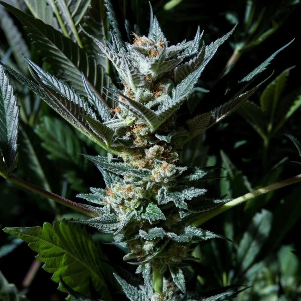 BearBush-Bear-Bush-Botanical-Collective-Purple-City-Genetics-Velvet-Lushers-Fem-3-v2