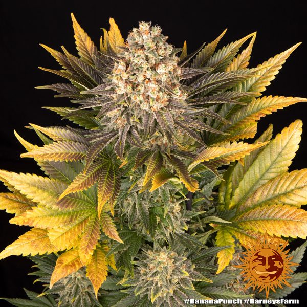 BearBush-Bear-Bush-Botanical-Collective-Barneys-Farm-Banana-Punch-Fem-11