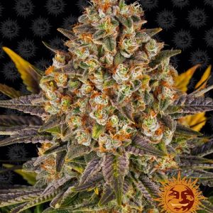 BearBush-Bear-Bush-Botanical-Collective-Barneys-Farm-Banana-Punch-Fem-2