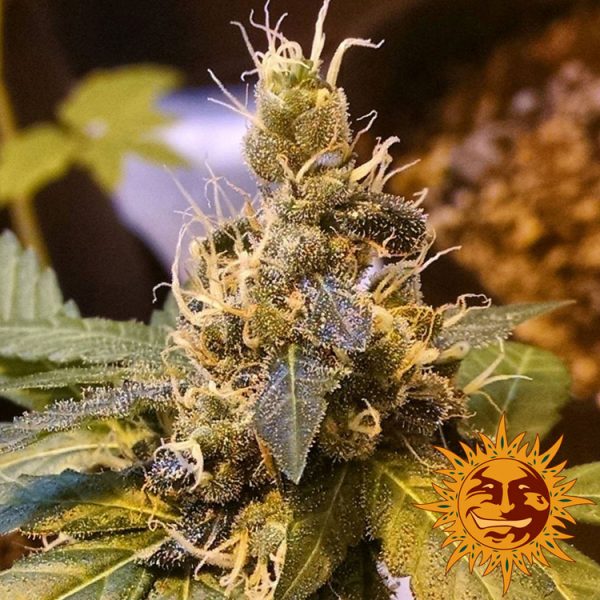 BearBush-Bear-Bush-Botanical-Collective-Barneys-Farm-Pineapple-Express-Auto-12