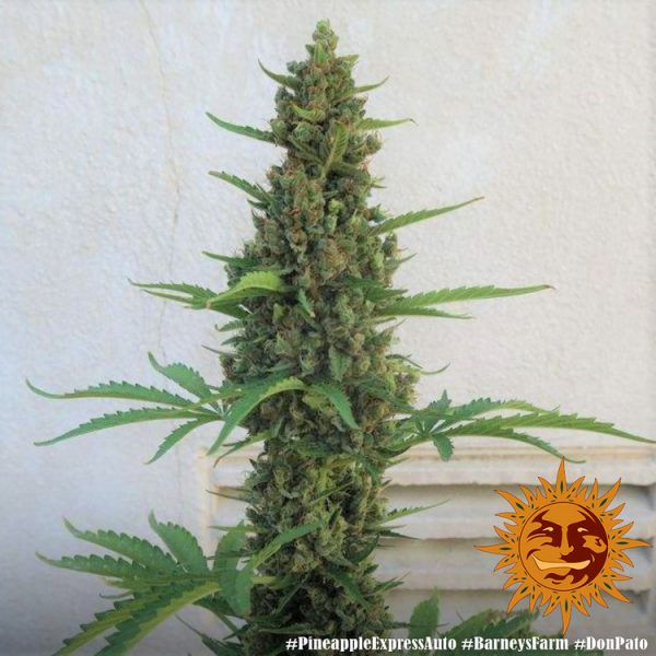 BearBush-Bear-Bush-Botanical-Collective-Barneys-Farm-Pineapple-Express-Auto-9