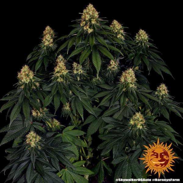 BearBush-Bear-Bush-Botanical-Collective-Barneys-Farm-Skywalker-OG-Auto-5