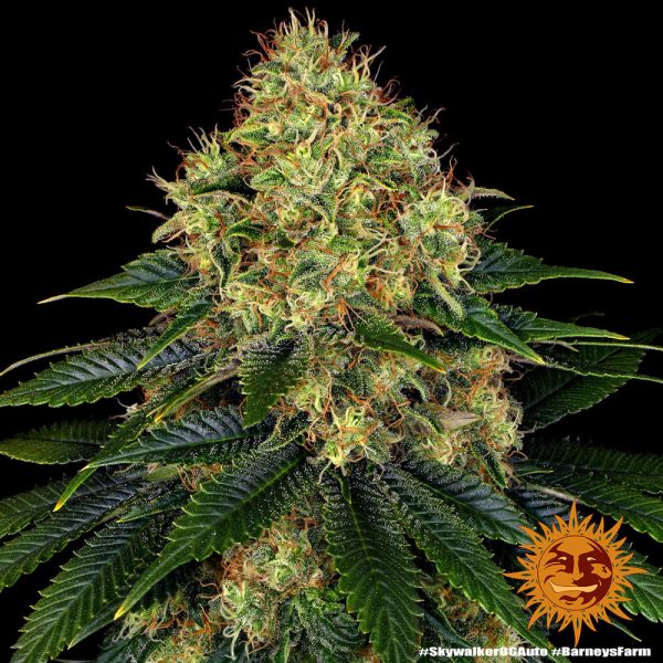 BearBush-Bear-Bush-Botanical-Collective-Barneys-Farm-Skywalker-OG-Auto-9