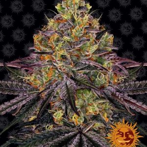 BearBush-Bear-Bush-Botanical-Collective-Barneys-Farm-Watermelon-Zkittlez-Fem-2