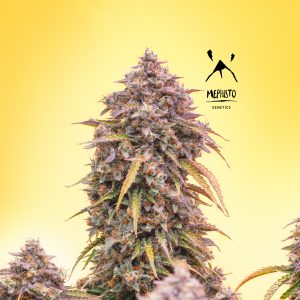 BearBush-Bear-Bush-Botanical-Collective-Mephisto-Genetics-3-Bears-OG-Auto-2