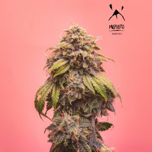 BearBush-Bear-Bush-Botanical-Collective-Mephisto-Genetics-Creme-De-La-Chem-Auto-2