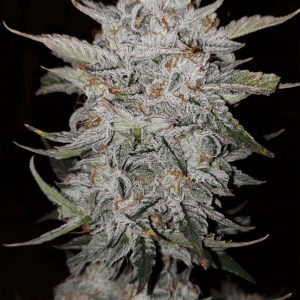 BearBush-Bear-Bush-Botanical-Collective-Mephisto-Genetics-Forum-Stomper-Auto-2