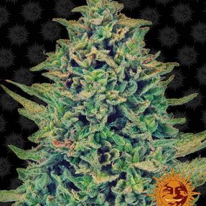 BearBush-Bear-Bush-Botanical-Collective-Barneys-Farm-CBD-Blue-Shark-Fem-2