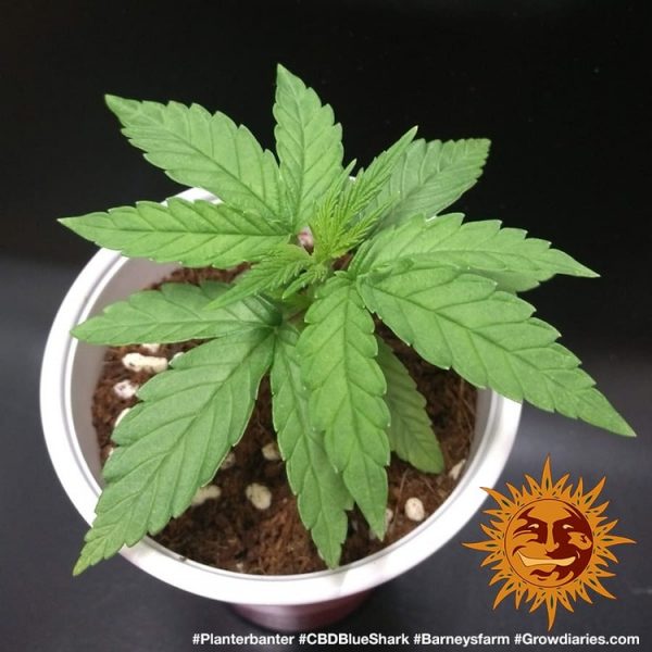 BearBush-Bear-Bush-Botanical-Collective-Barneys-Farm-CBD-Blue-Shark-Fem-5