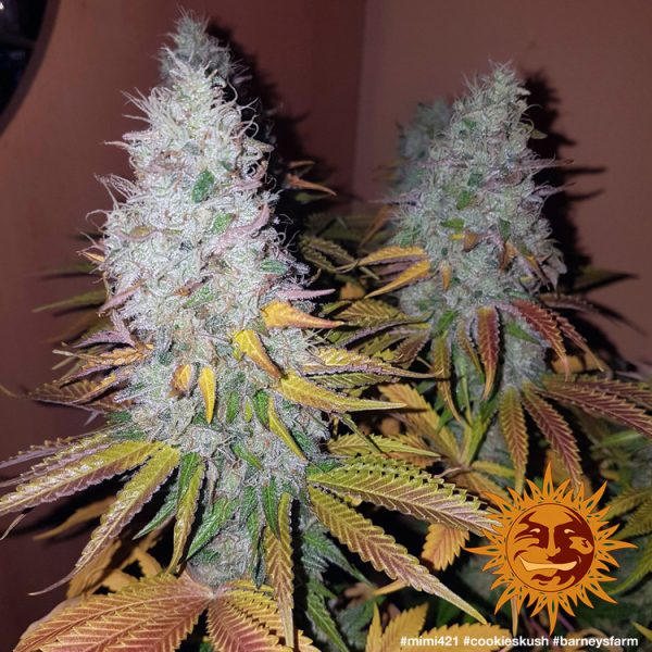 BearBush-Bear-Bush-Botanical-Collective-Barneys-Farm-Cookies-Kush-Fem-8