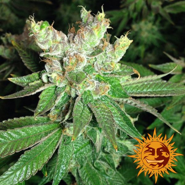 BearBush-Bear-Bush-Botanical-Collective-Barneys-Farm-Cookies-Kush-Fem-9