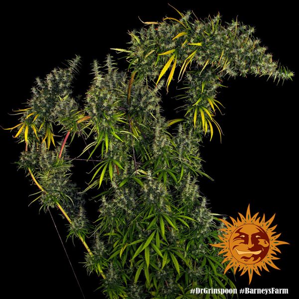 BearBush-Bear-Bush-Botanical-Collective-Barneys-Farm-Dr-Grinspoon-Fem-9