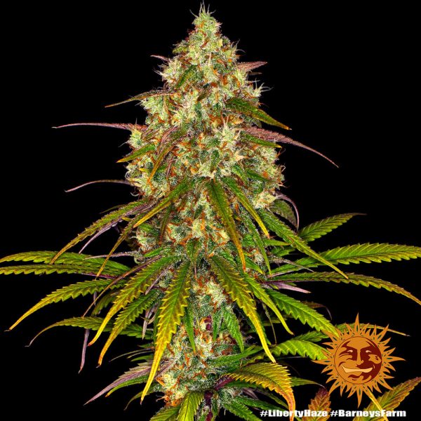 BearBush-Bear-Bush-Botanical-Collective-Barneys-Farm-Liberty-Haze-Fem-5